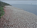 Gannets at Bonaventure